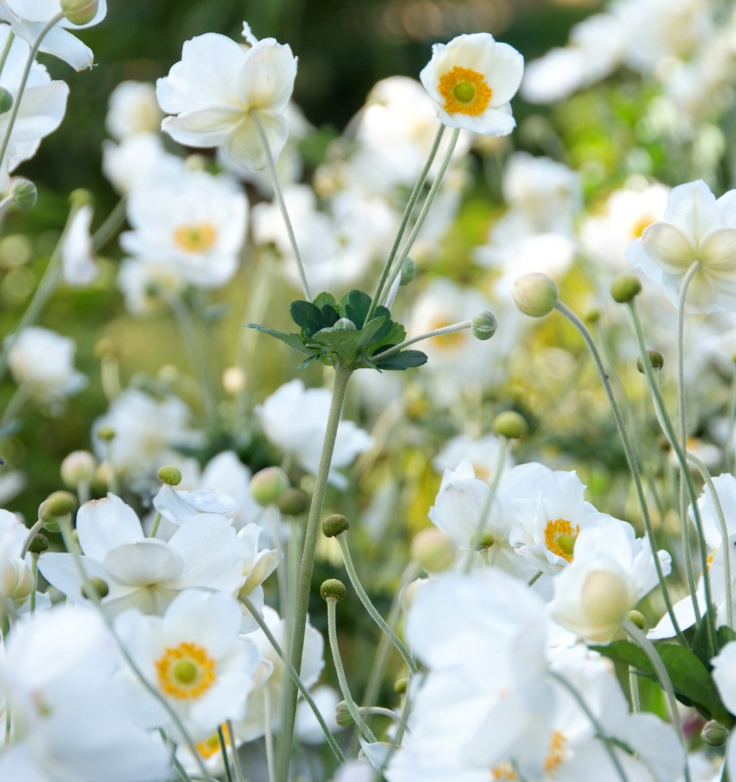 Anemoon Anemone herfstanemoon honorine jobert wit