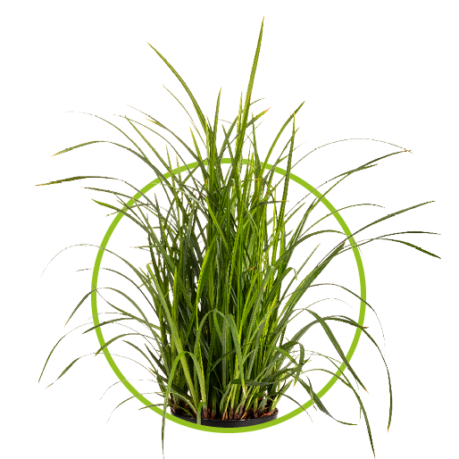 Carex, charmante cutie voor elke tuin GroenRijk