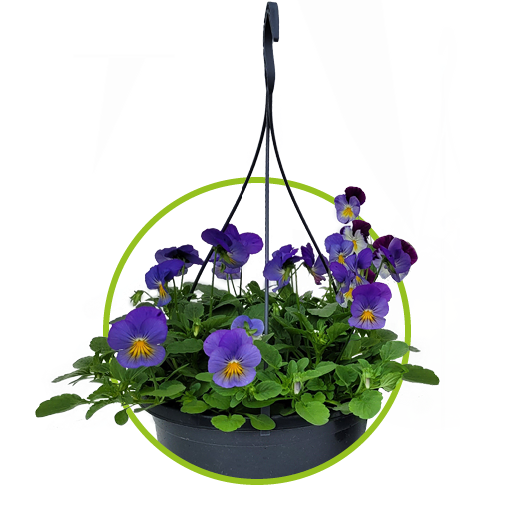 Viola Cornuta Cool Wave – GroenRijk